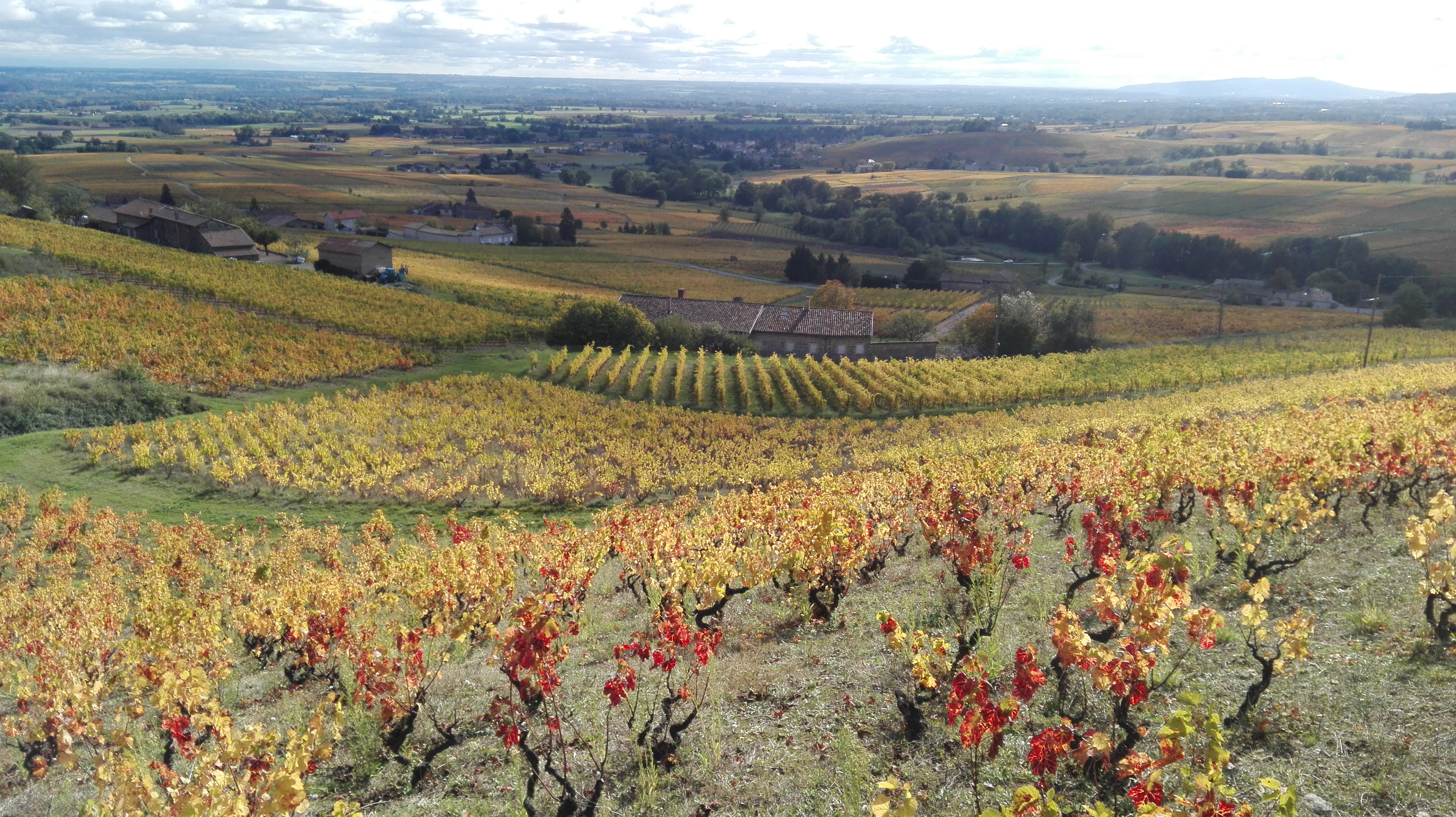 Vignes du Mont Brouilly